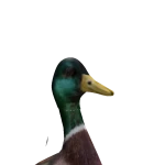 Chickduckz